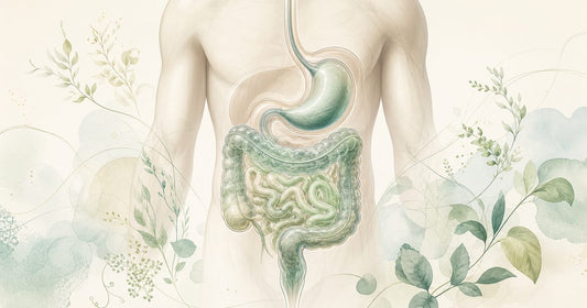 Calm anatomical route visual of the digestive system showing the pathway from stomach to intestines